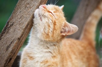 Lyme disease in Cats: Causes, Treatment, & Prevention