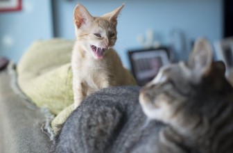 10 Tips to Stop Aggression between Cats