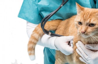 Does Your Cat Need to See the Vet? 5 Things to Check