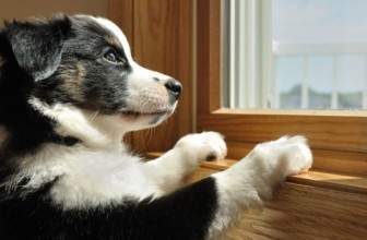 What to do if your dog has Separation Anxiety