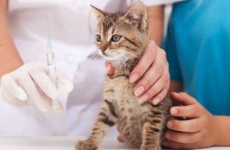 What Vaccines Should a New Kitten Get and When?